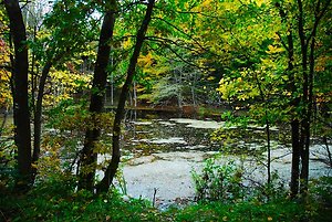 About Psychotherapy & Counselling. a lake in a wood